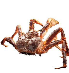 欢迎帝王蟹来到武汉和中国